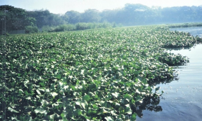 water hyacinth lake